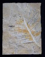Zamites feneonis BRONGNIART - Bild &copy; FossNet FossilienStore